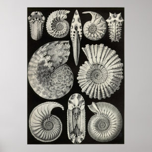 Ernst Haeckel - Ammonitida Poster