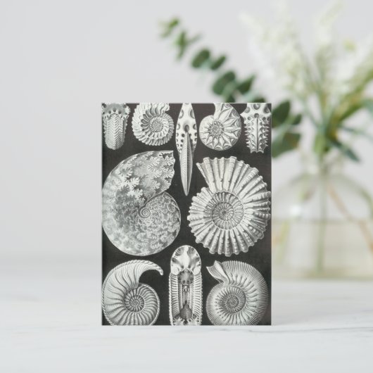Ernst Haeckel - Ammonitida Postkarte (Stehend Vorderseite)