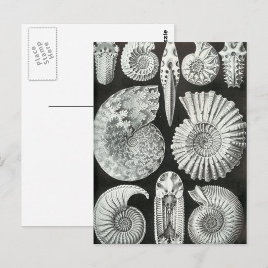 Ernst Haeckel - Ammonitida Postkarte (Vorne/Hinten)
