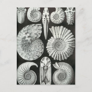 Ernst Haeckel - Ammonitida Postkarte