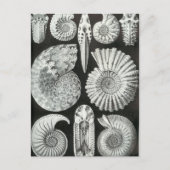 Ernst Haeckel - Ammonitida Postkarte (Vorderseite)