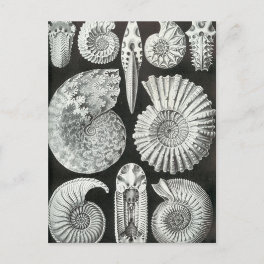 Ernst Haeckel - Ammonitida Postkarte (Vorderseite)