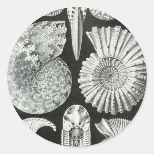 Ernst Haeckel - Ammonitida Runder Aufkleber