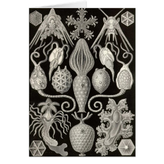 Ernst Haeckel - Amphoridea