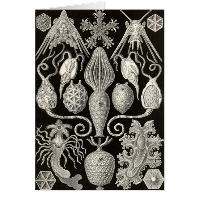 Ernst Haeckel - Amphoridea (Vorne)