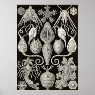 Ernst Haeckel - Amphoridea Poster