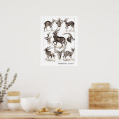 Ernst Haeckel Antilopina an der Grenze Poster (Küche)