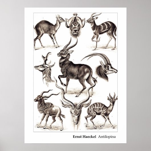 Ernst Haeckel Antilopina an der Grenze Poster (Vorne)