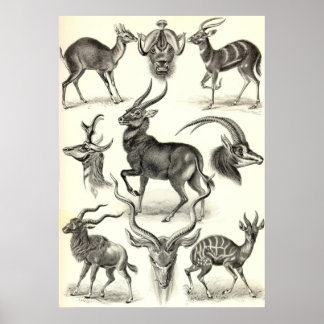 Ernst Haeckel - Antilopina Poster
