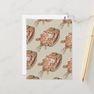 Ernst Haeckel Antique Vintag Fish Fish Berberdesig Postkarte