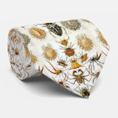 Ernst Haeckel Arachnid Illustration Entomologie Krawatte (Gerollt)