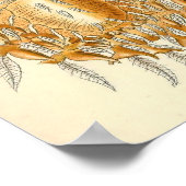 Ernst Haeckel - Arachnida Poster (Ecke)