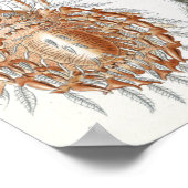 Ernst Haeckel Arachnida Spiders Poster (Ecke)