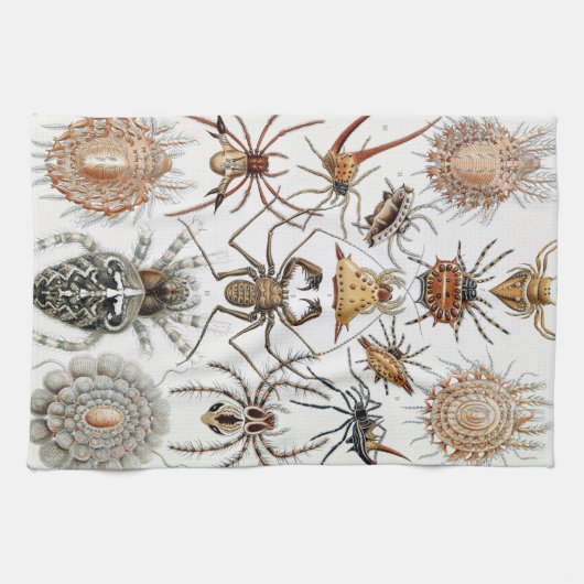 Ernst Haeckel Arachnida Spiders Poster Case Mate i Geschirrtuch (Horizontal)