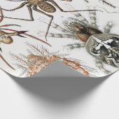 Ernst Haeckel Arachnida Spiders Poster Geschenkpapier (Ecke)