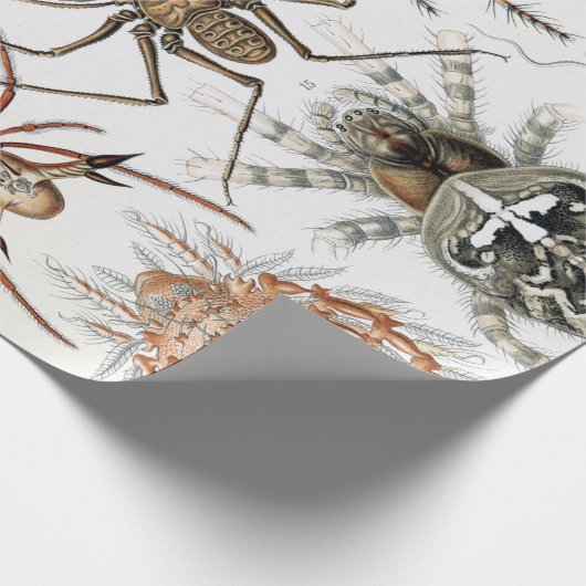 Ernst Haeckel Arachnida Spiders Poster Geschenkpapier (Ecke)