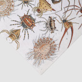 Ernst Haeckel Arachnida Spiders Poster Seidenpapier (Ausschnitt)