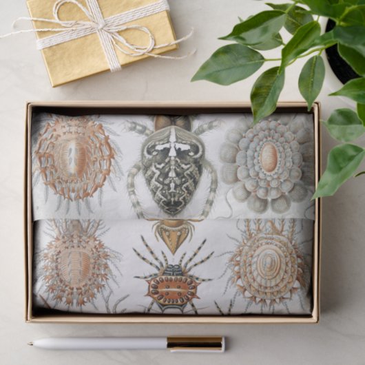 Ernst Haeckel Arachnida Spiders Poster Seidenpapier (Geschenk)