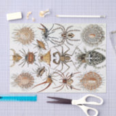 Ernst Haeckel Arachnida Spiders Poster Seidenpapier (Handwerk)