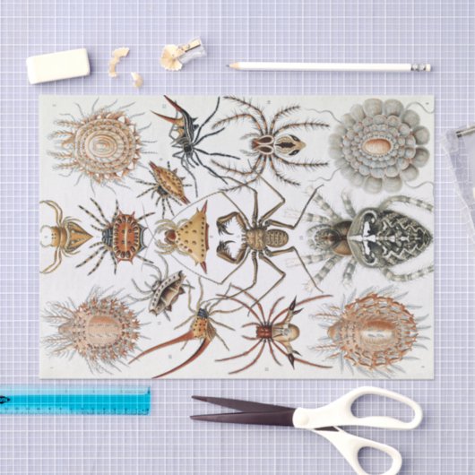 Ernst Haeckel Arachnida Spiders Poster Seidenpapier (Handwerk)