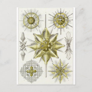 Ernst Haeckel Art Postcard: Acanthometra Postkarte