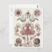Ernst Haeckel Art Postcard: Anthomedusae Postkarte (Vorne/Hinten)