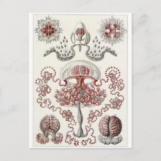 Ernst Haeckel Art Postcard: Anthomedusae Postkarte (Vorderseite)