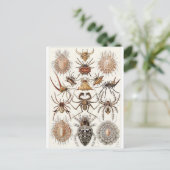 Ernst Haeckel Art Postcard: Arachnida Postkarte (Stehend Vorderseite)
