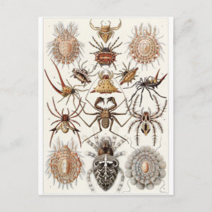 Ernst Haeckel Art Postcard: Arachnida Postkarte