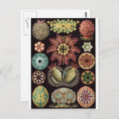 Ernst Haeckel Art Postcard: Ascidiae Postkarte (Vorne/Hinten)