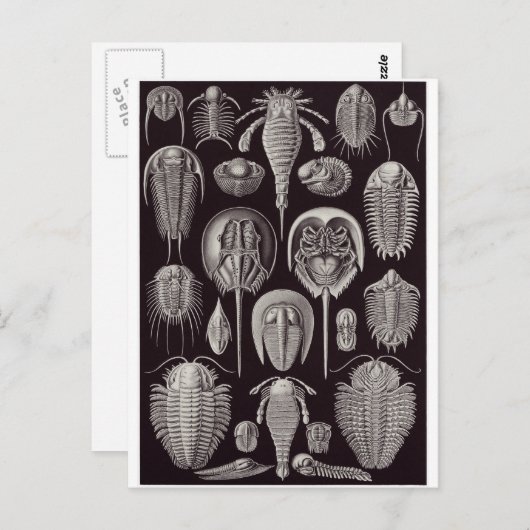 Ernst Haeckel Art Postcard: Aspidonia Postkarte (Vorne/Hinten)