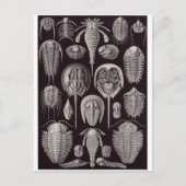Ernst Haeckel Art Postcard: Aspidonia Postkarte (Vorderseite)