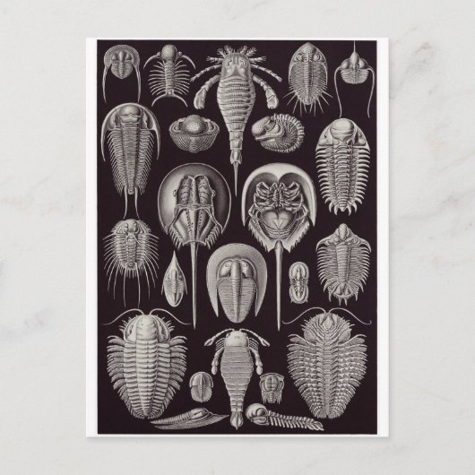 Ernst Haeckel Art Postcard: Aspidonia Postkarte (Vorderseite)