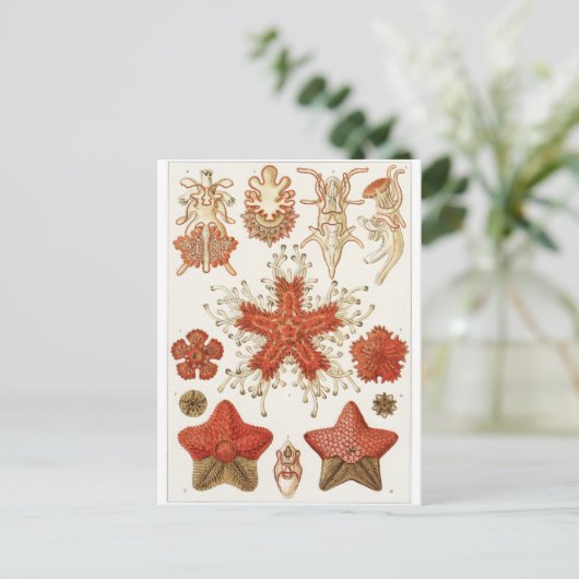Ernst Haeckel Art Postcard: Asteridea Postkarte (Stehend Vorderseite)