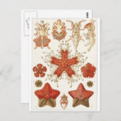 Ernst Haeckel Art Postcard: Asteridea Postkarte (Vorne/Hinten)