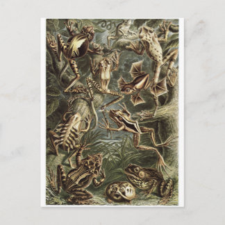 Ernst Haeckel Art Postcard: Batrachia Postkarte