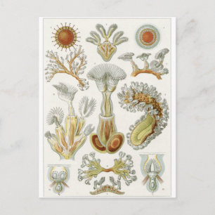 Ernst Haeckel Art Postcard: Bryozoa Postkarte