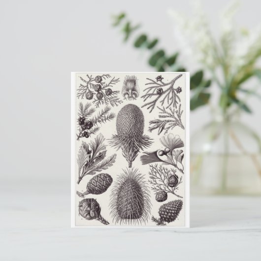 Ernst Haeckel Art Postcard: Coniferae Postkarte (Stehend Vorderseite)