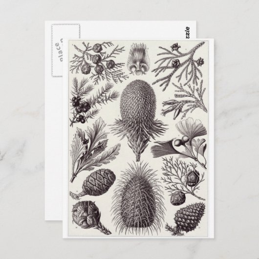 Ernst Haeckel Art Postcard: Coniferae Postkarte (Vorne/Hinten)