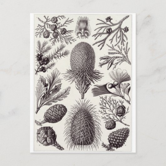 Ernst Haeckel Art Postcard: Coniferae Postkarte (Vorderseite)