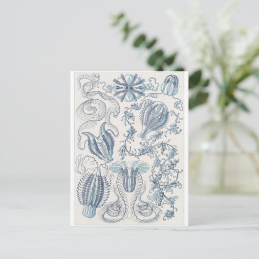 Ernst Haeckel Art Postcard: Ctenophorae Postkarte (Stehend Vorderseite)