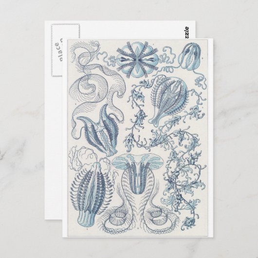 Ernst Haeckel Art Postcard: Ctenophorae Postkarte (Vorne/Hinten)