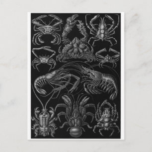 Ernst Haeckel Art Postcard: Decapoda Postkarte