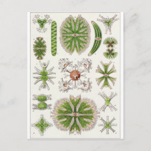 Ernst Haeckel Art Postcard: Desmidiea Postkarte