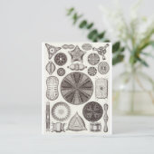 Ernst Haeckel Art Postcard: Diatomea Postkarte (Stehend Vorderseite)