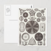 Ernst Haeckel Art Postcard: Diatomea Postkarte (Vorne/Hinten)