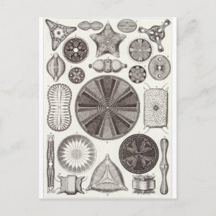 Ernst Haeckel Art Postcard: Diatomea Postkarte
