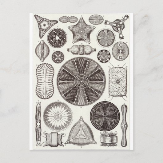 Ernst Haeckel Art Postcard: Diatomea Postkarte (Vorderseite)