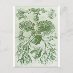 Ernst Haeckel Art Postcard: Filicinae Postkarte