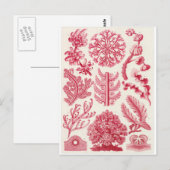 Ernst Haeckel Art Postcard: Florideae Postkarte (Vorne/Hinten)